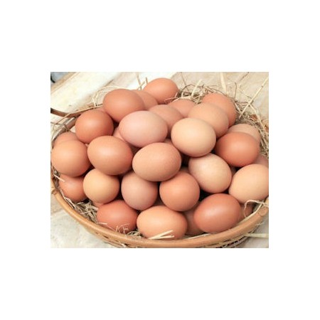 UOVA LARGE IN GUSCIO CARTONE DA 90 PZ